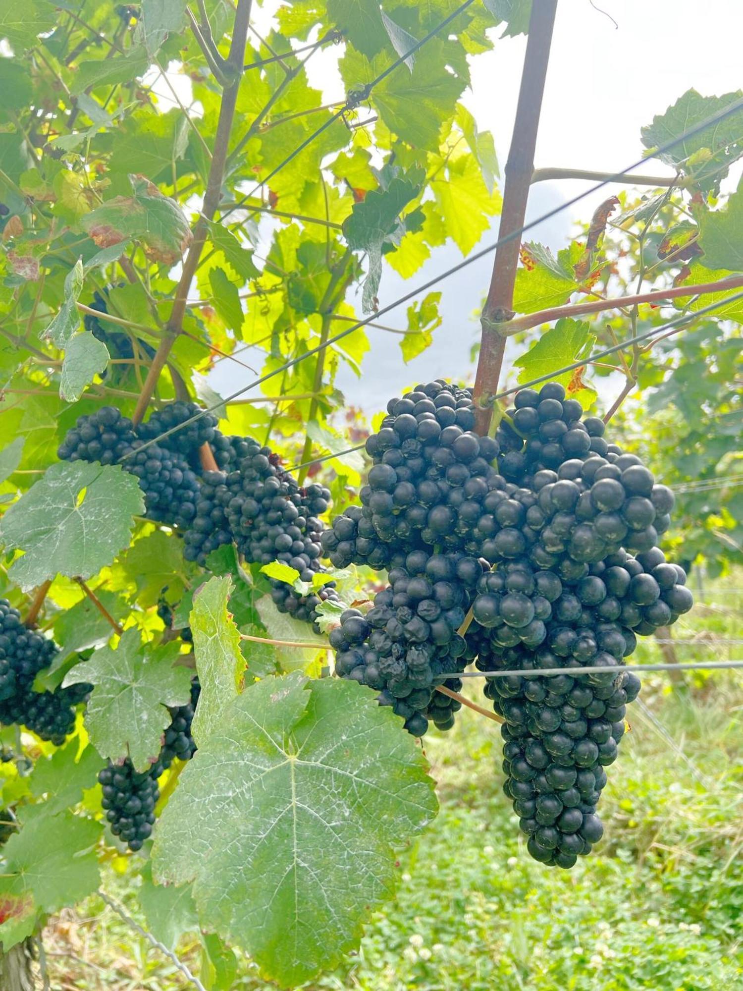 فندق Greifensteiner Hof فورتسبورغ المظهر الخارجي الصورة